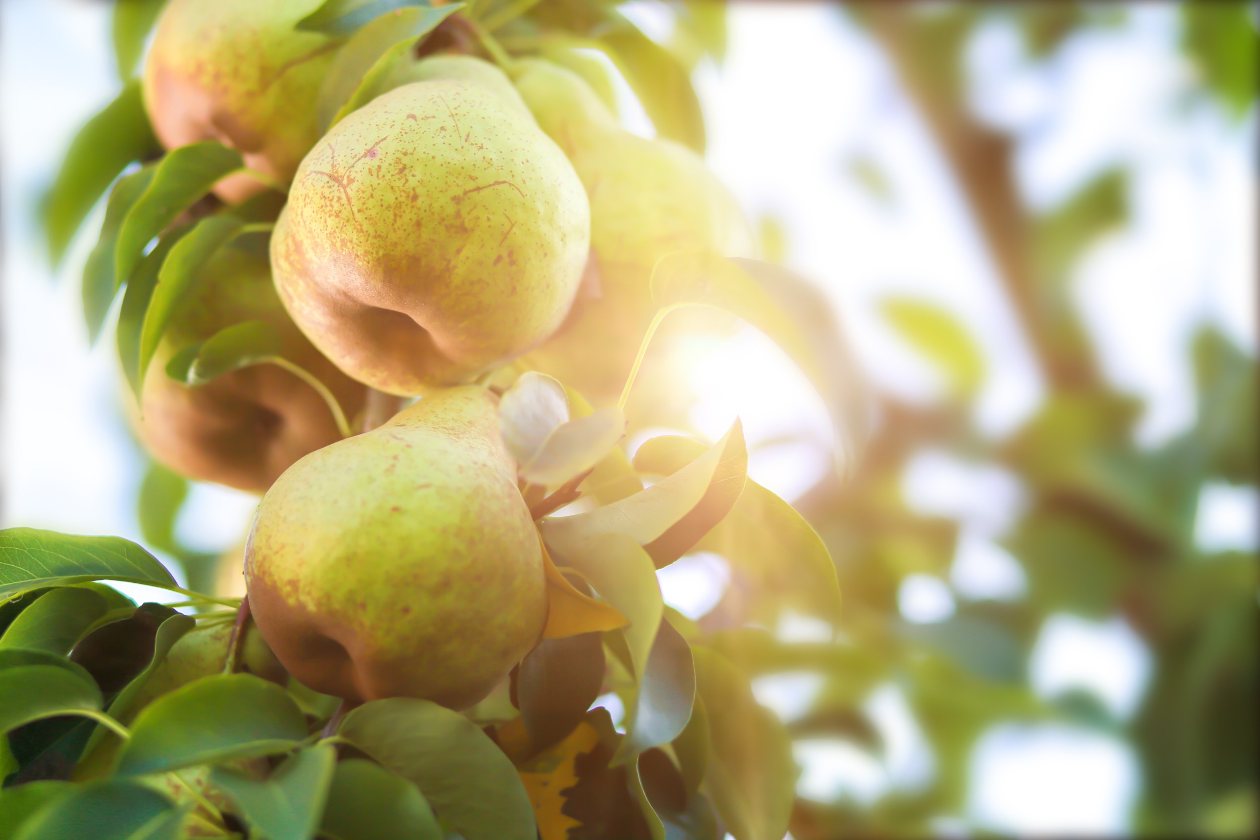 trim your bradford pear tree