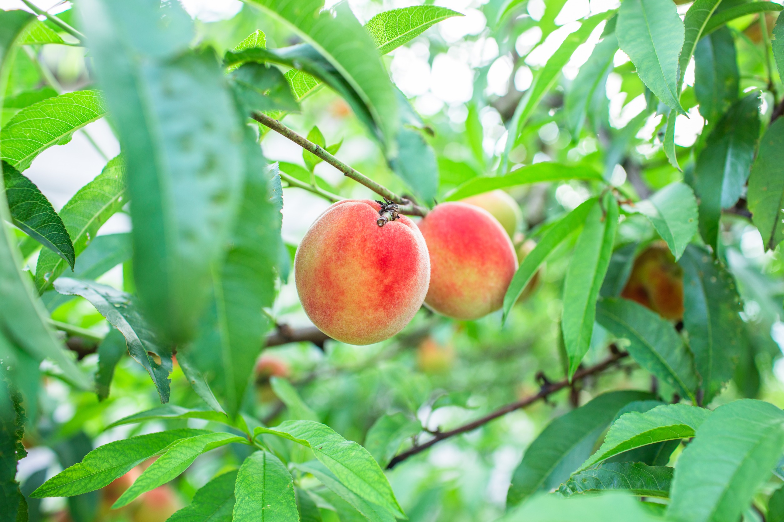 Care for peach trees