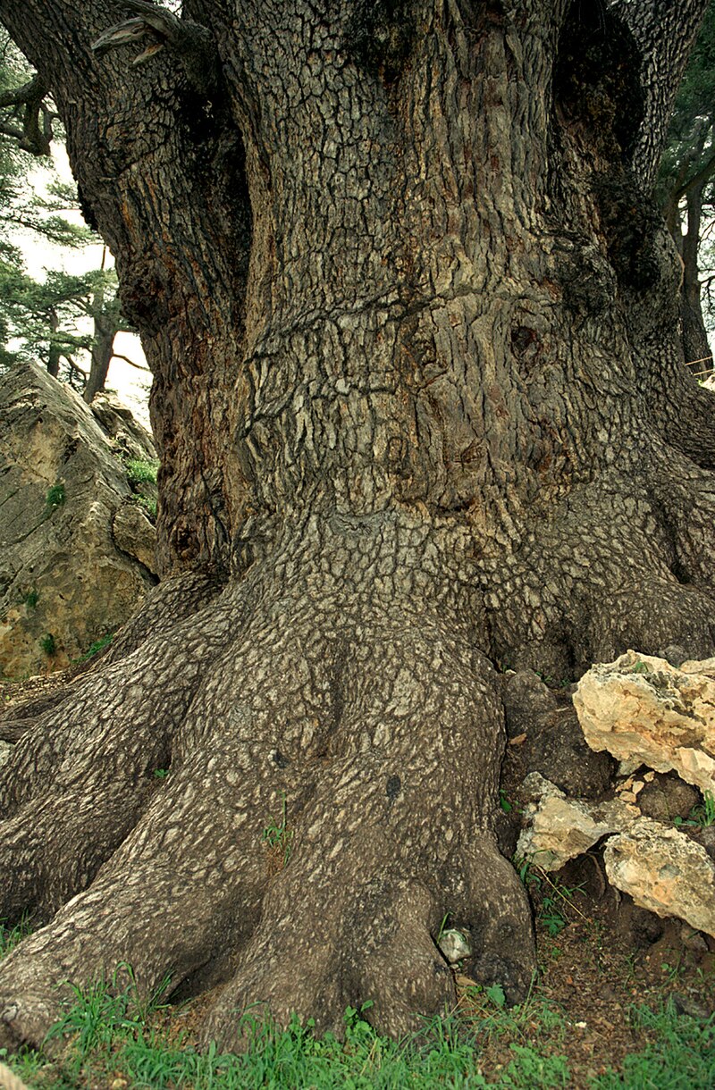 care for cedar trees