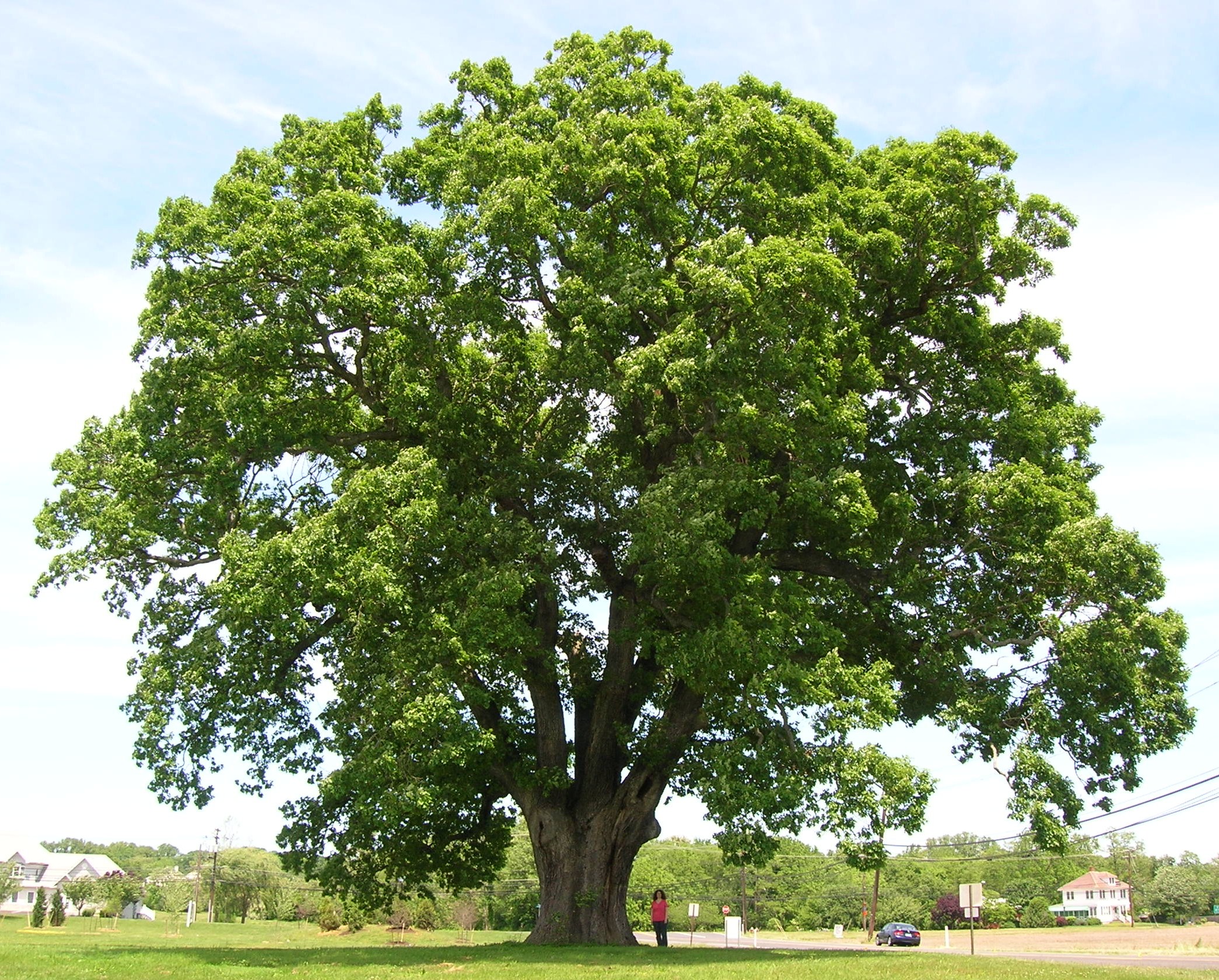 caring for oak trees