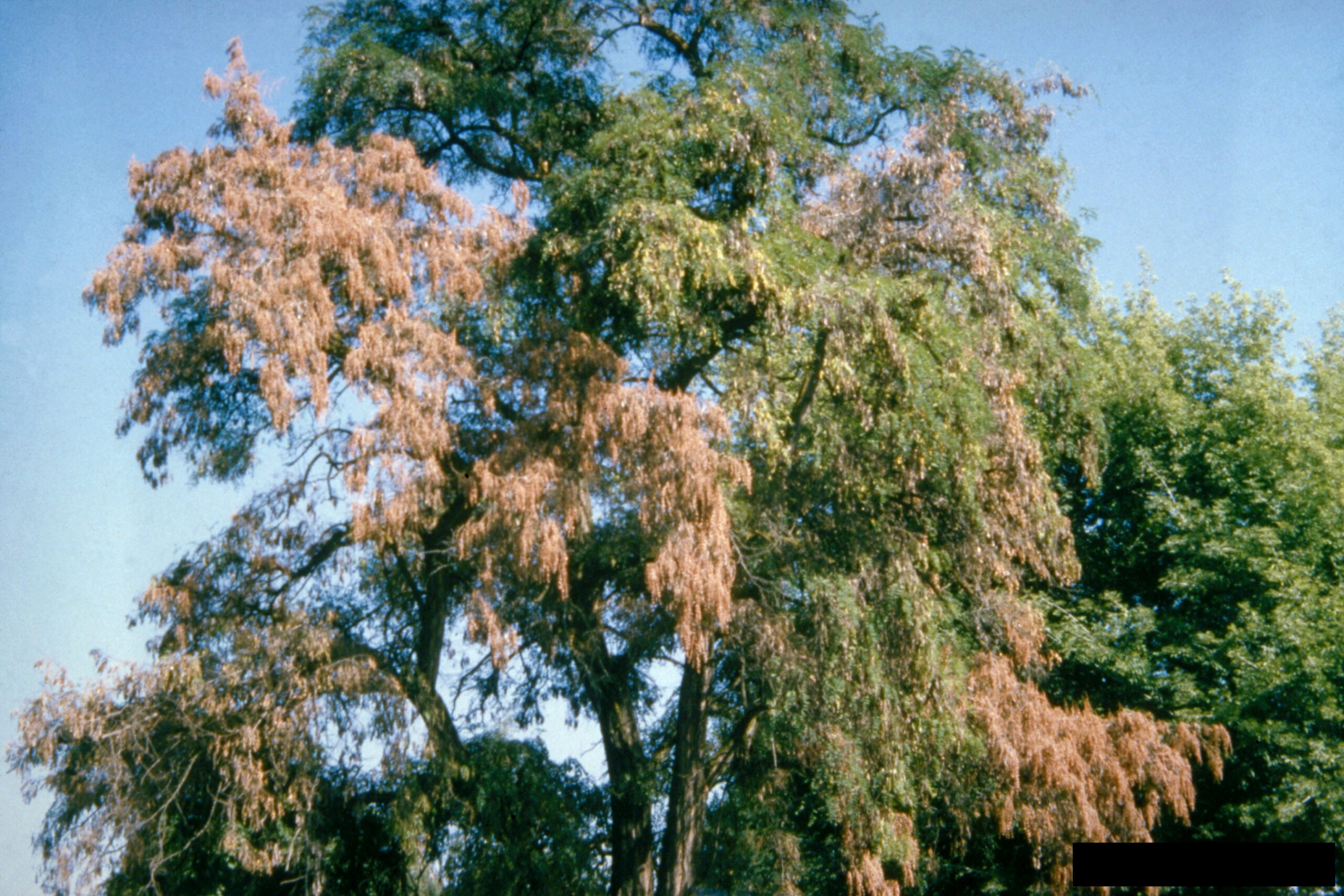 verticillium wilt-common tree diseases