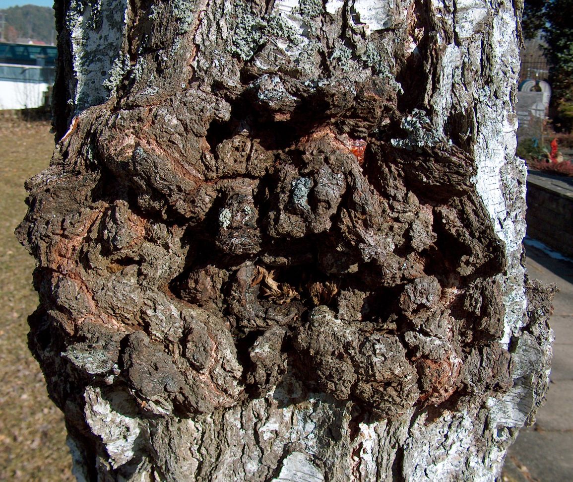 canker-common tree diseases