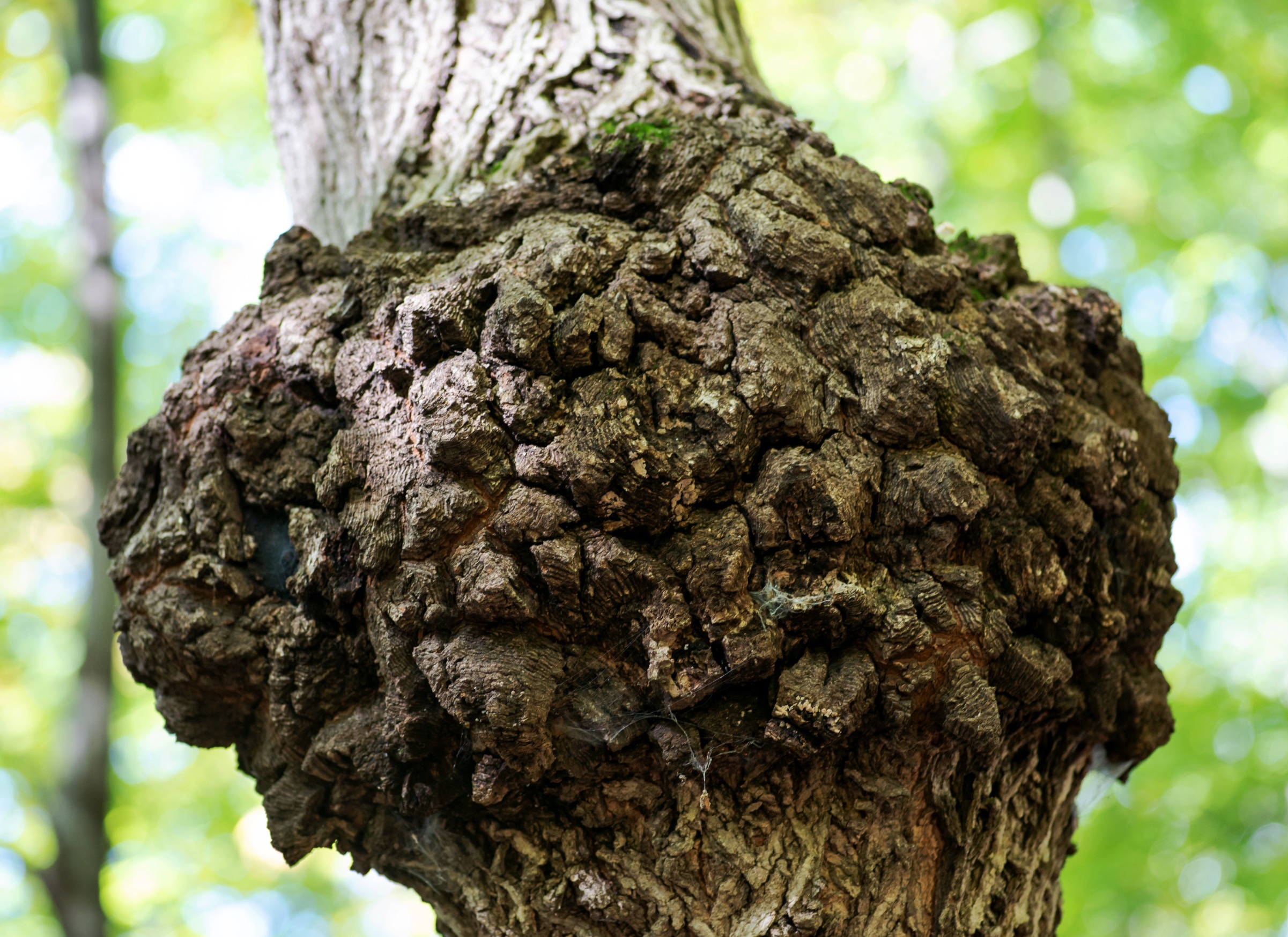 most common tree diseases in north texas