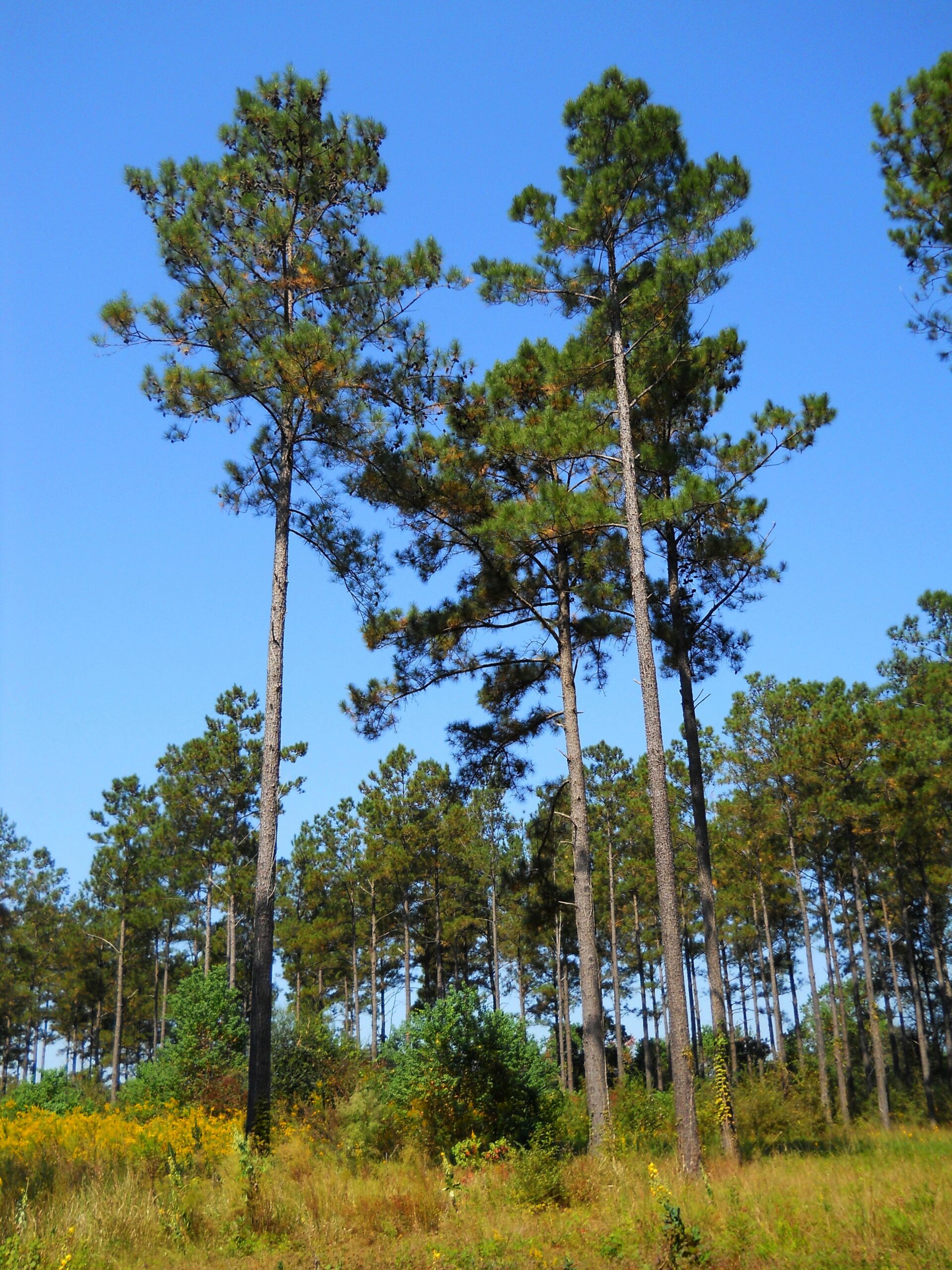 evergreen tree-loblolly pine