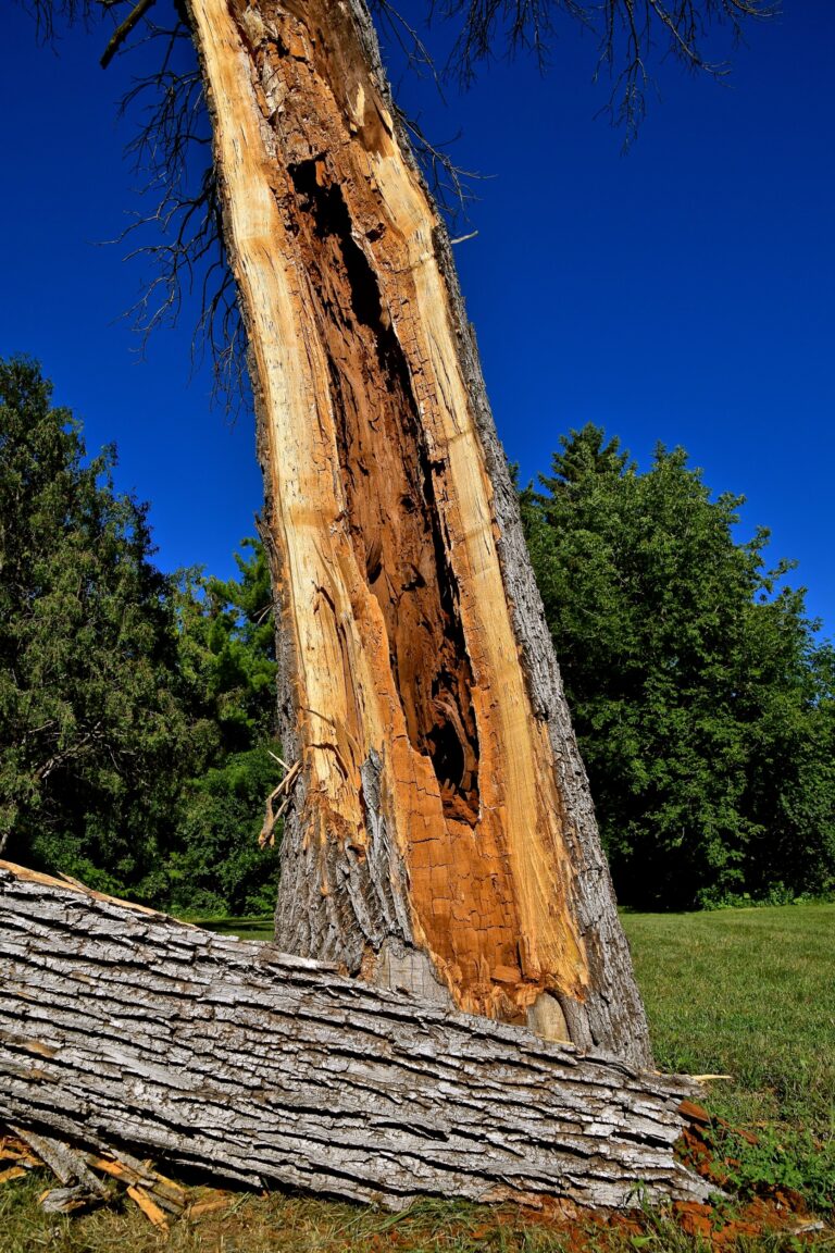 when to remove a tree