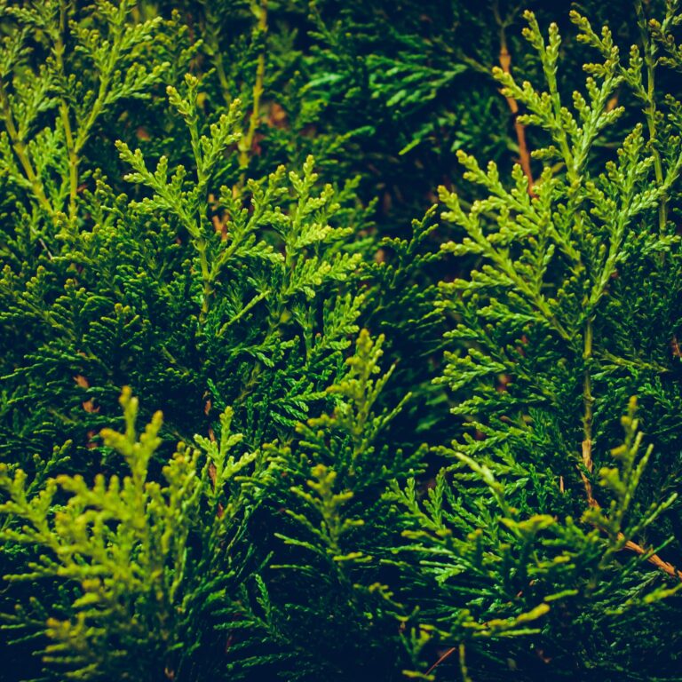 evergreen trees for north texas