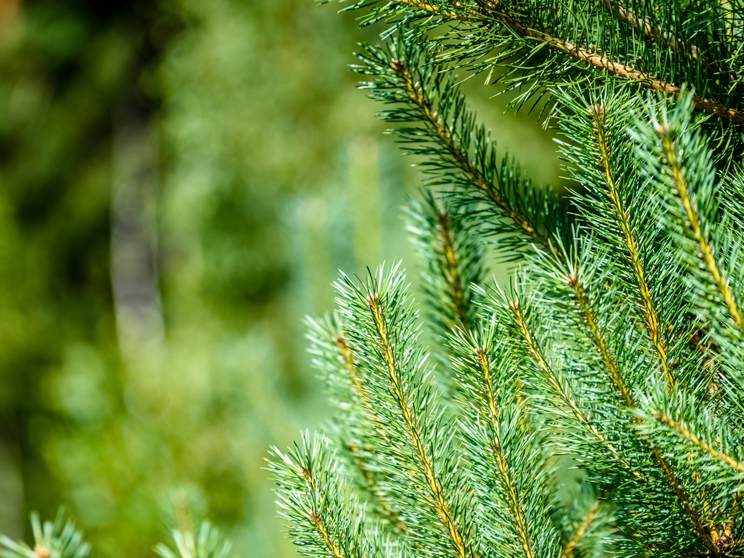 How to Cut Down a Pine Tree Near a House