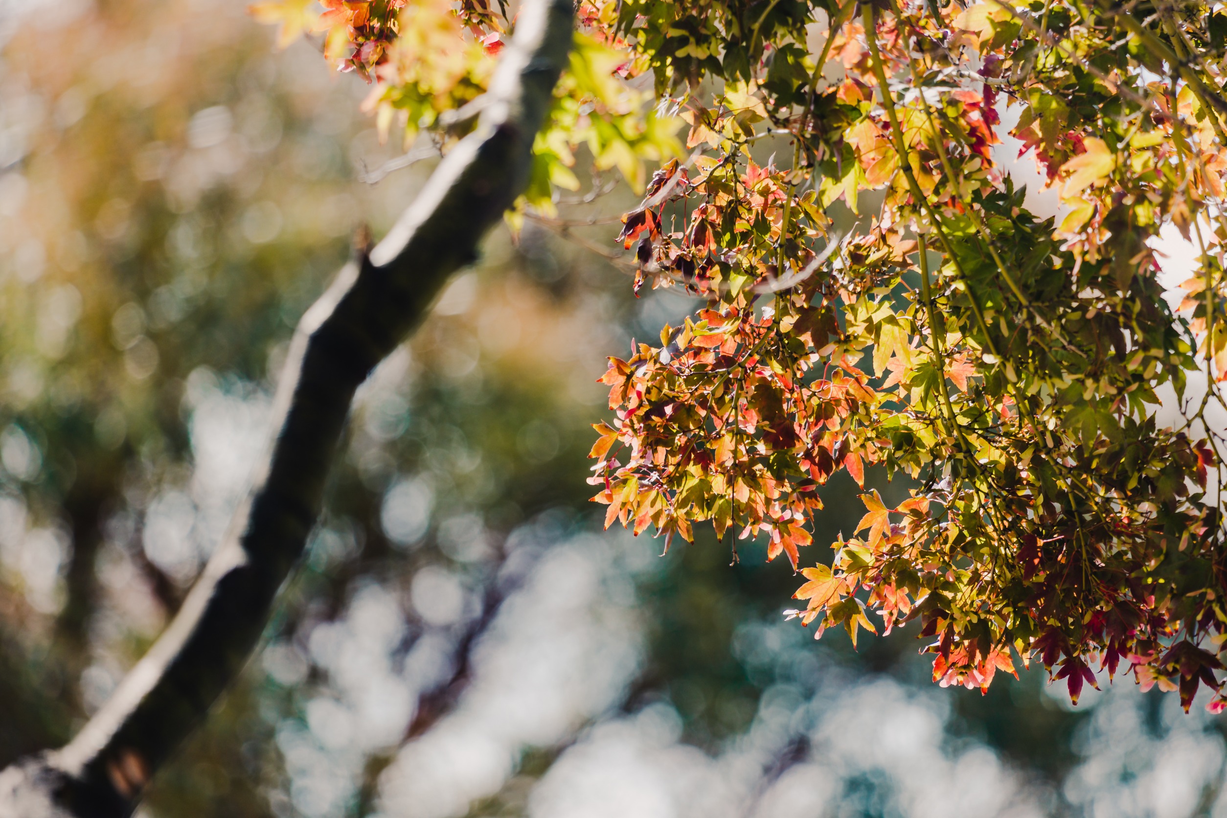 How to Protect Trees from Cold Weather