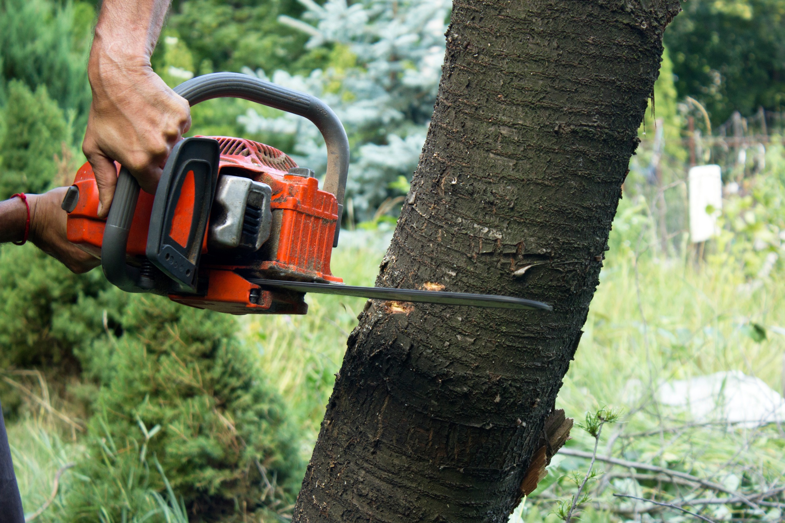 tree removal company