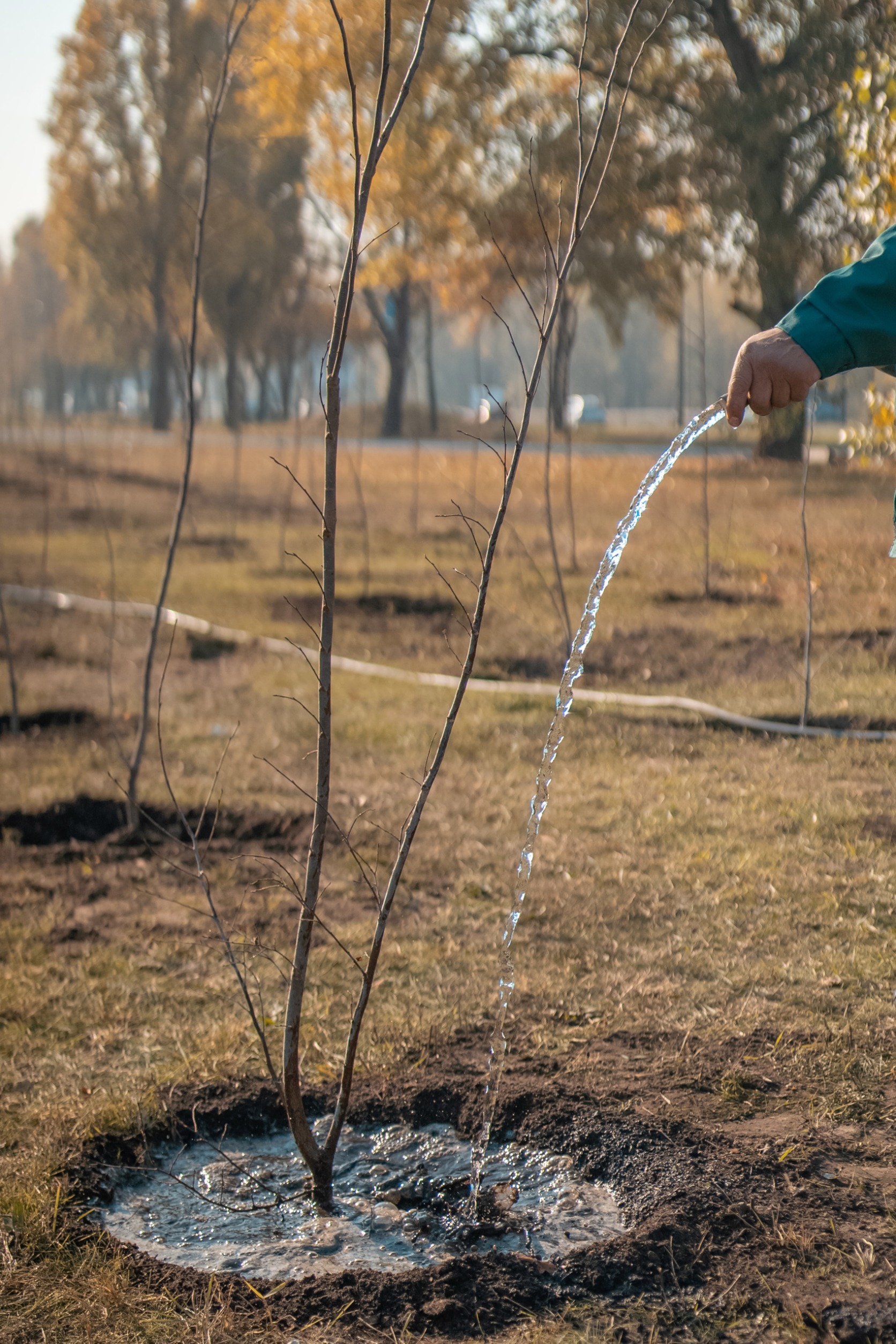 winter tree care tips