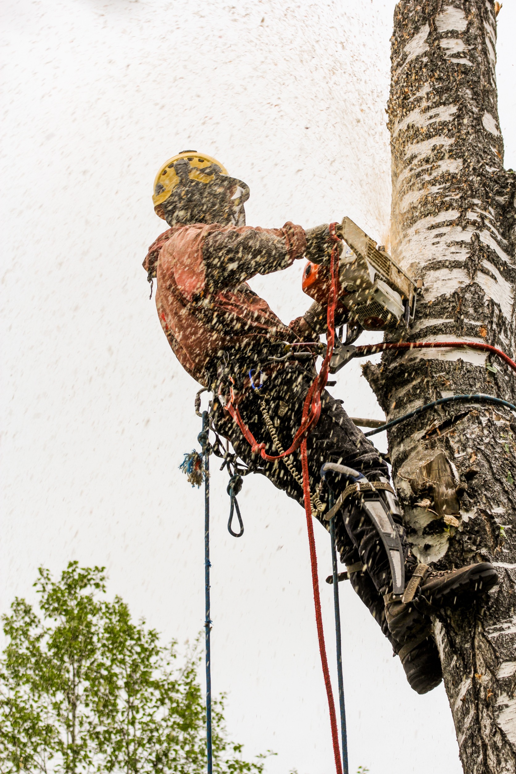 tree removal covered by insurance