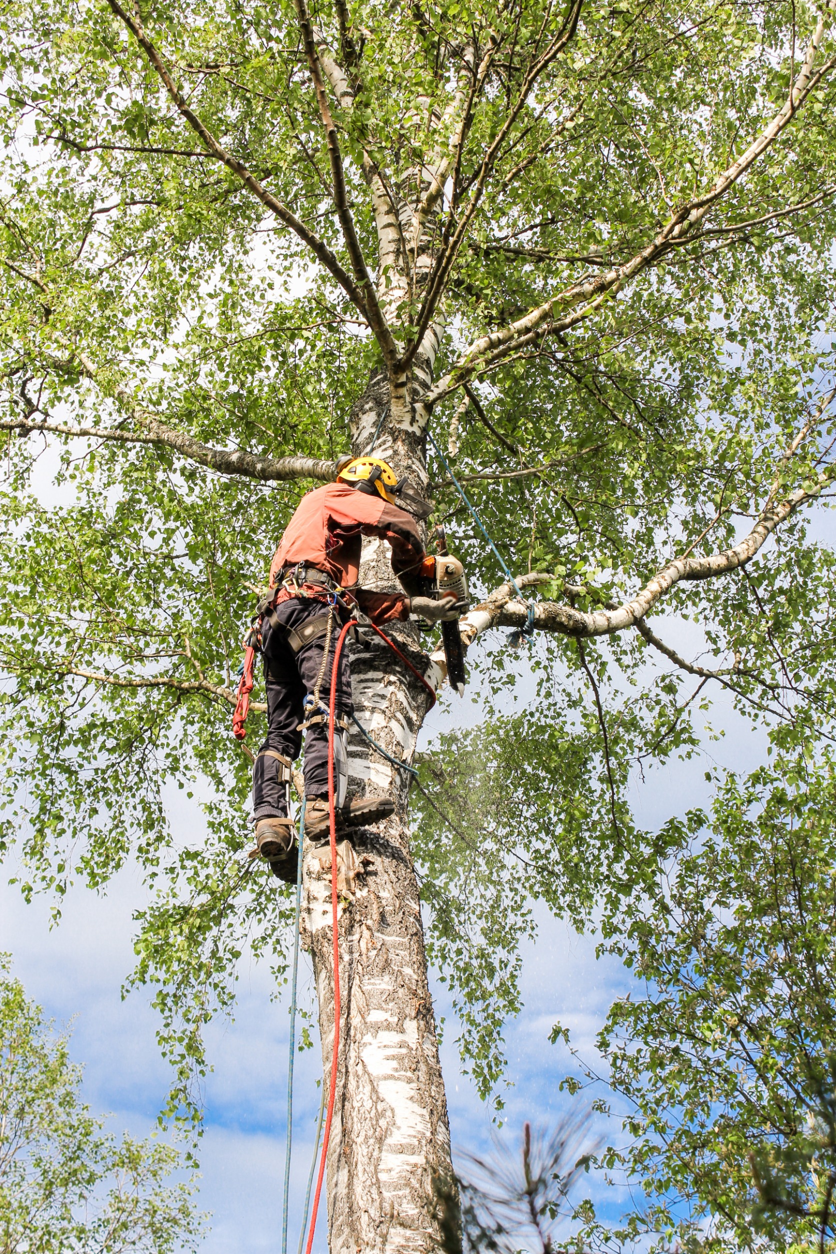 tree removal services