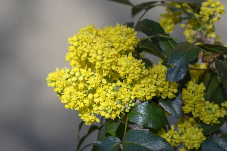 best shrubs for north texas