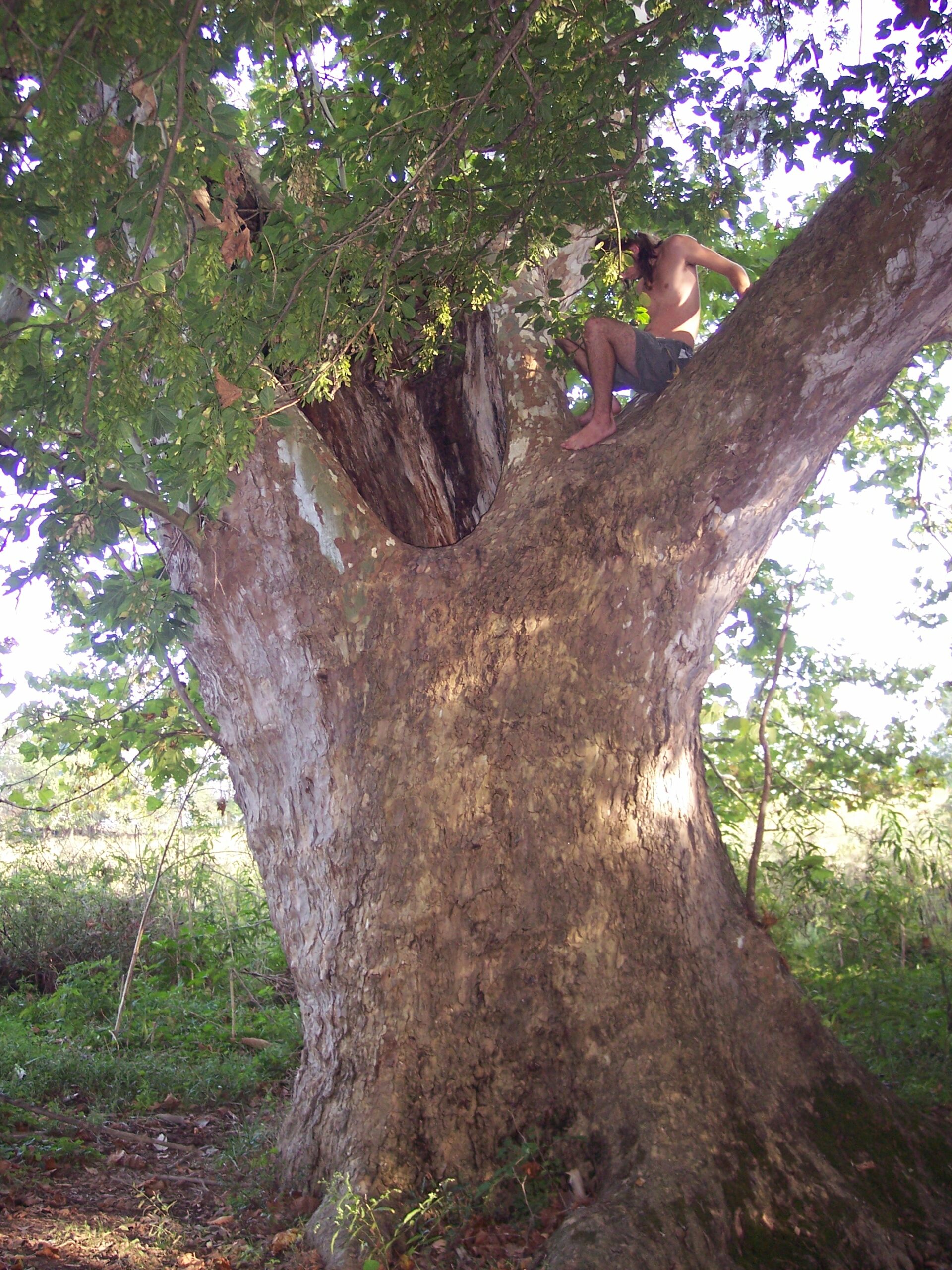 best shade trees to plant