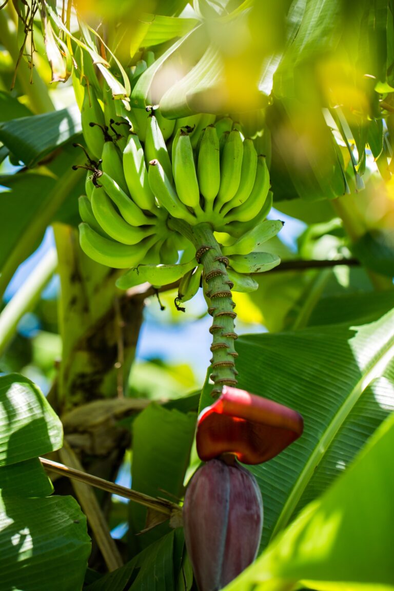 care of banana trees in winter