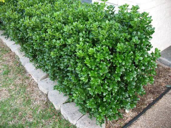 shrub-dwarf burford