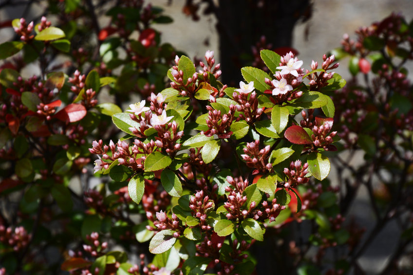 indian hawthorne