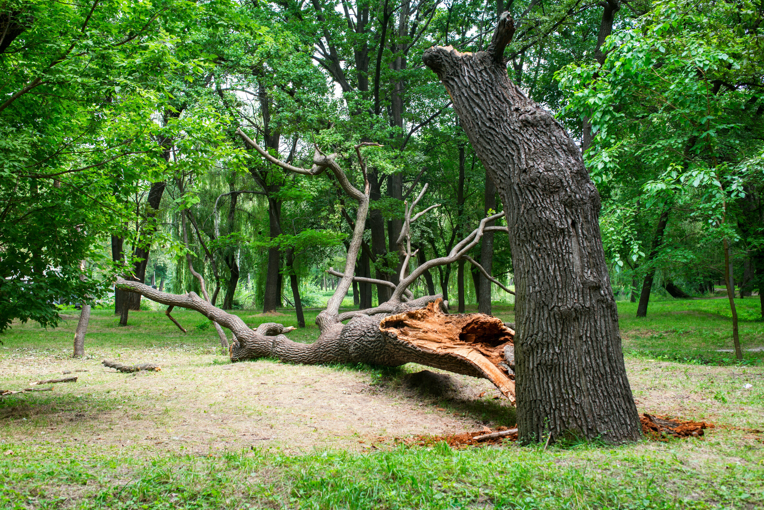 tree removal irving