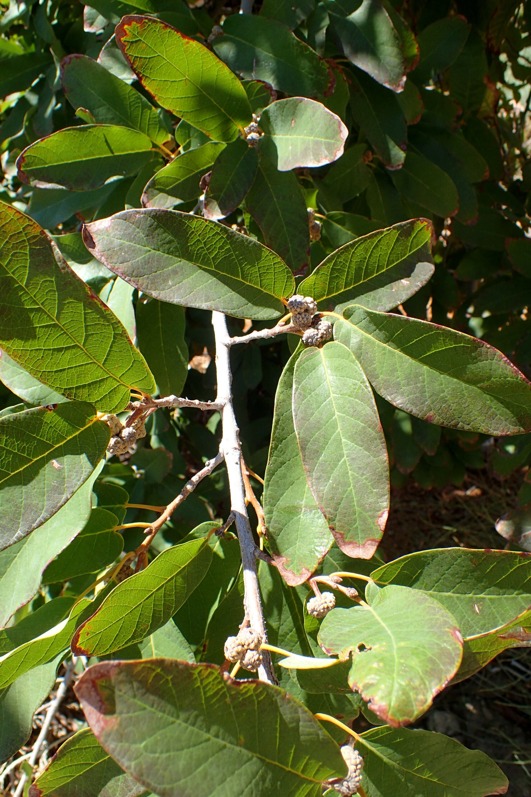 mexican white oak-good shade tree