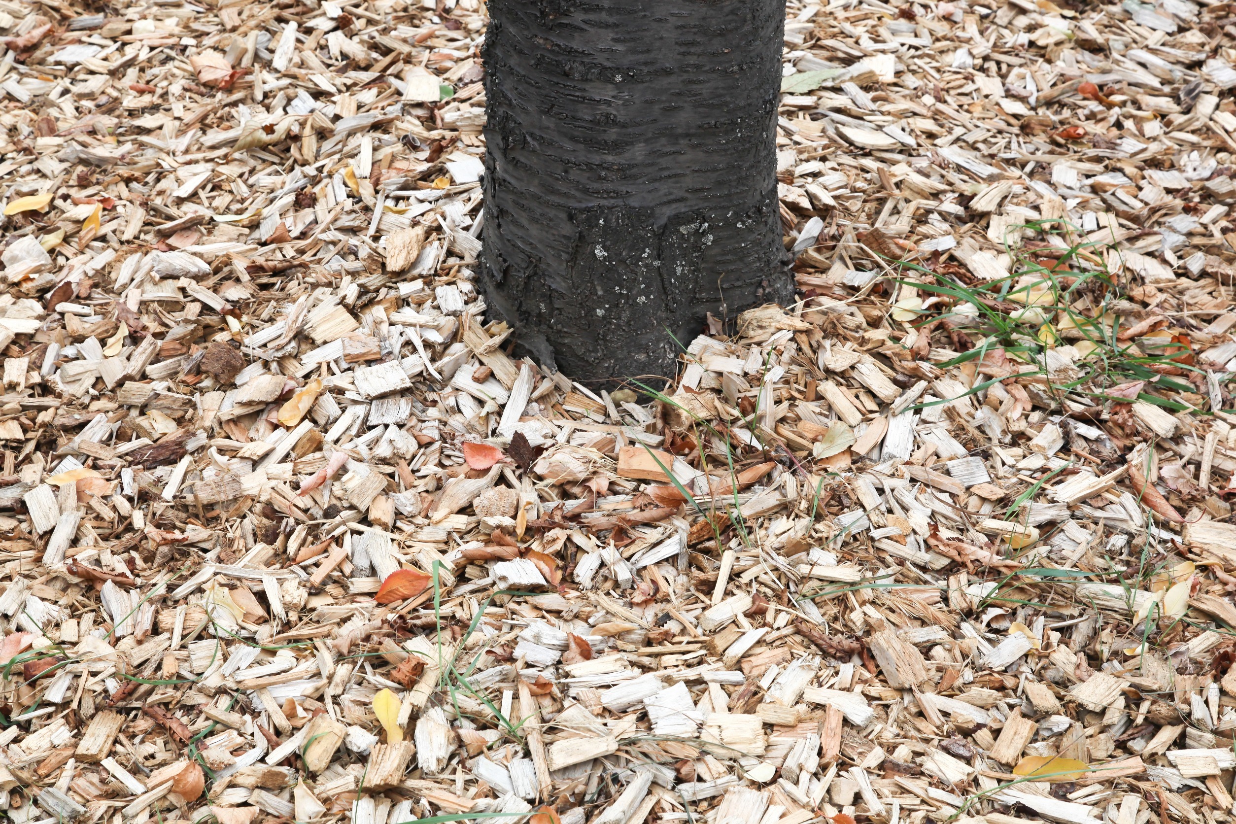 mulch around tree to cover roots
