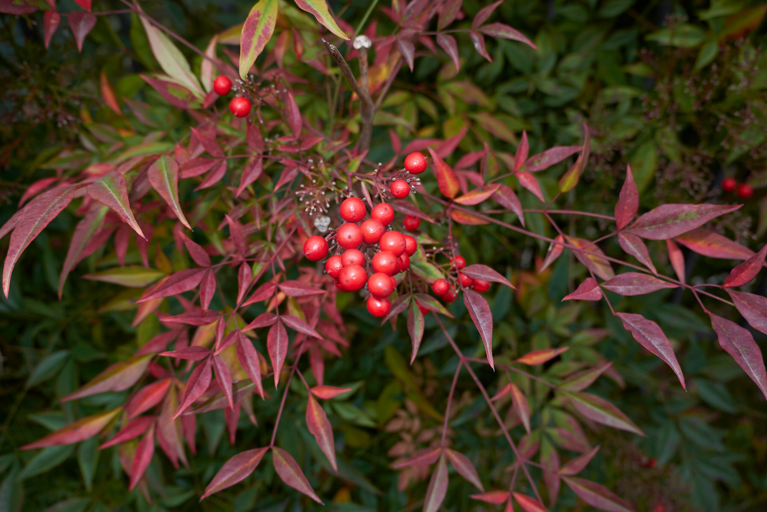 nandina shrub