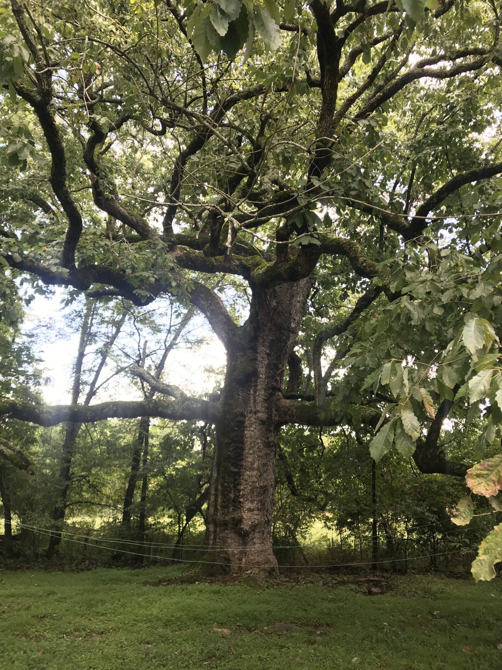 best shade trees to plant