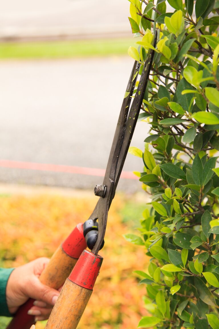 tree and shrub trimming