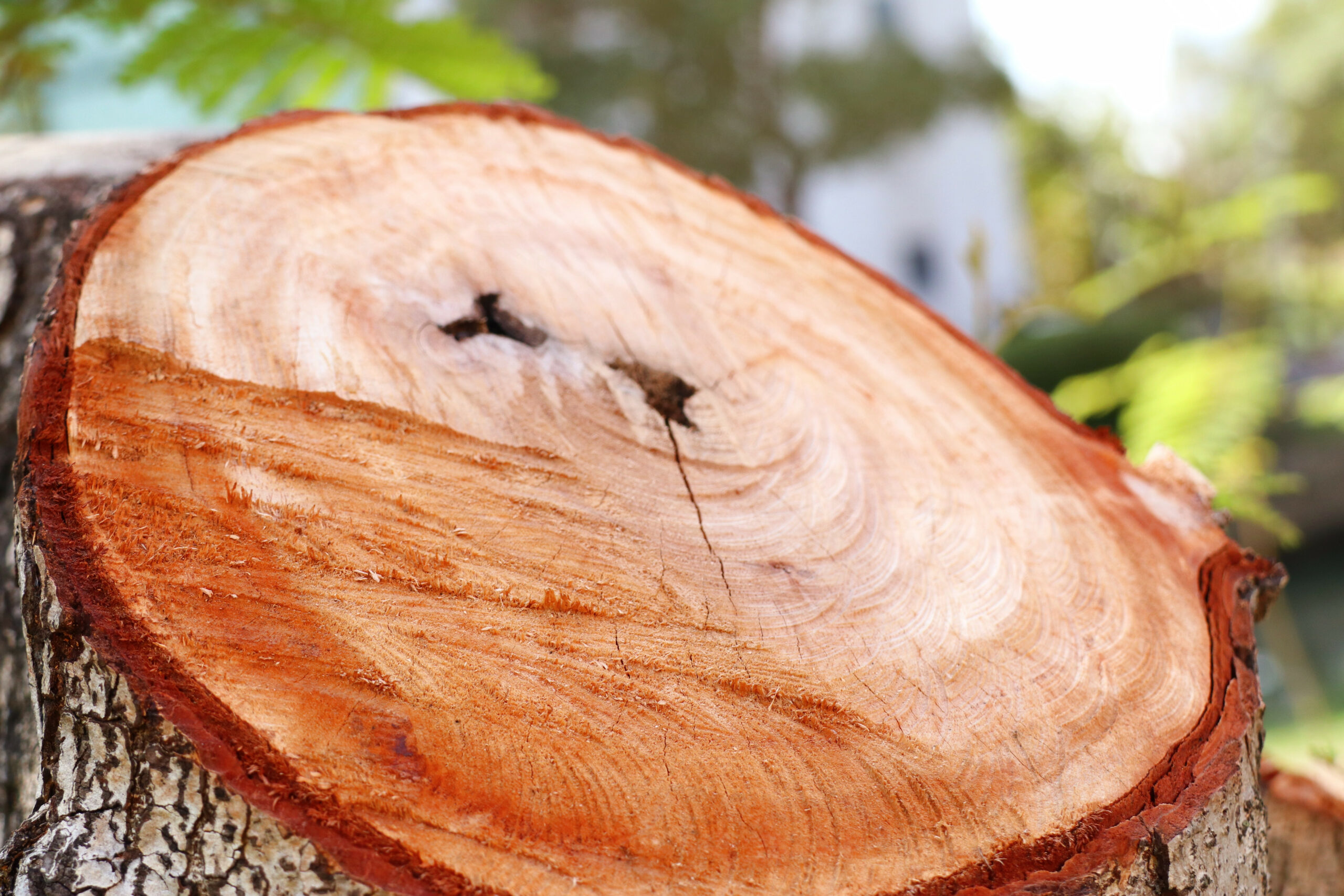 stump grinding vs stump removal