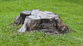 tree stump removal