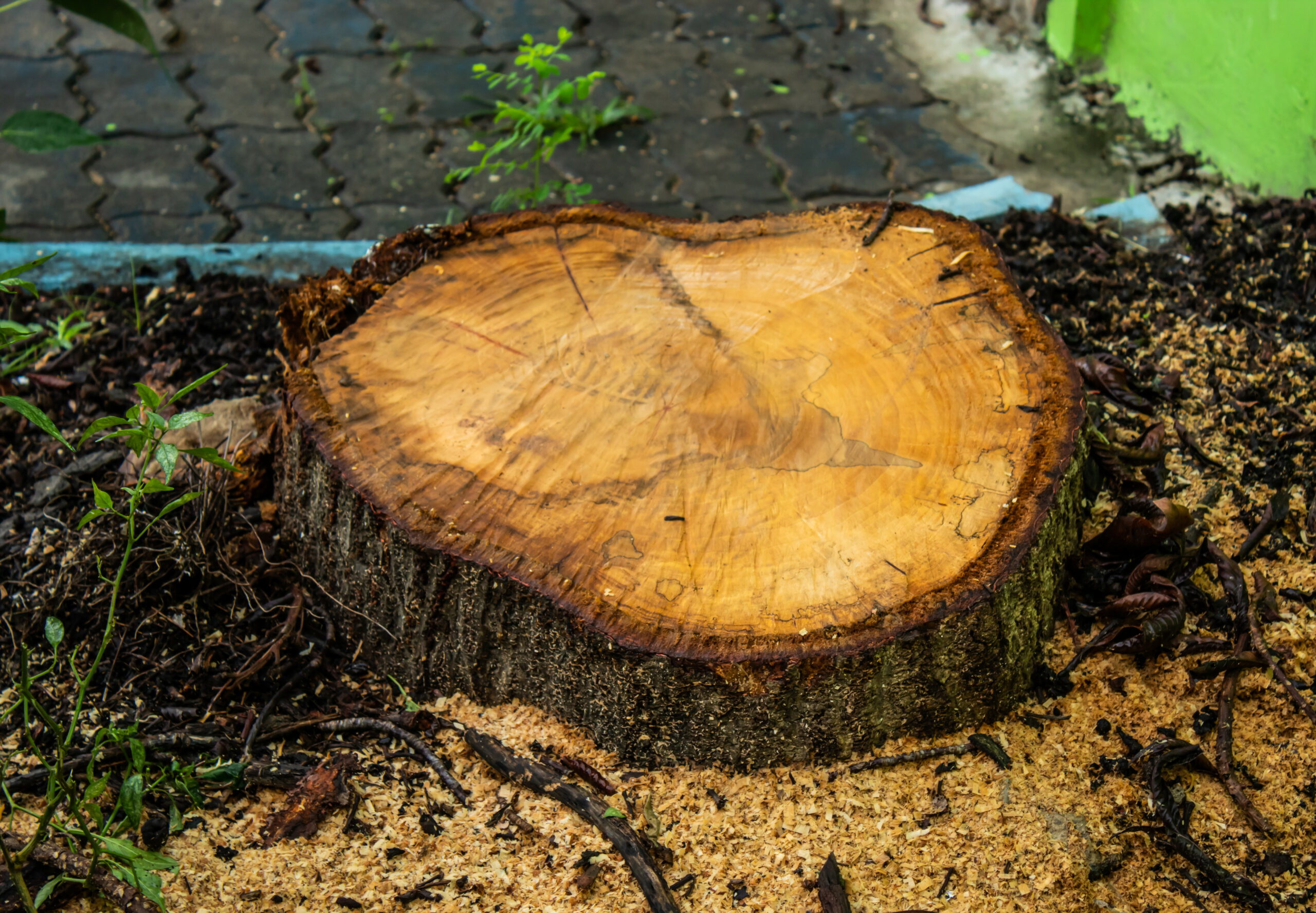 How Much Does it Cost to Remove a Tree Stump?