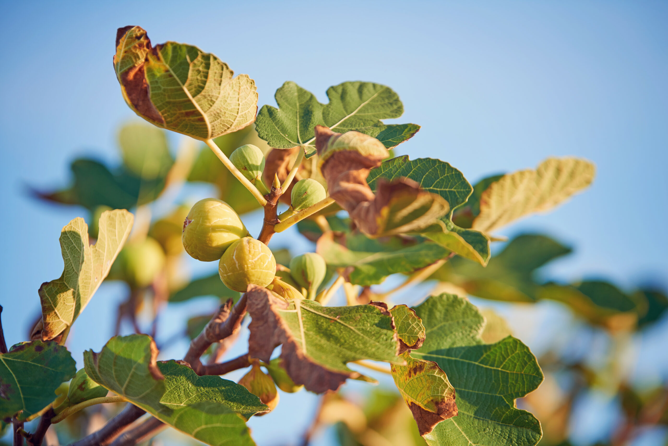 fig tree