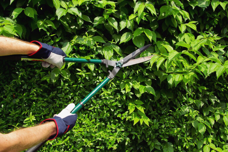 early spring pruning