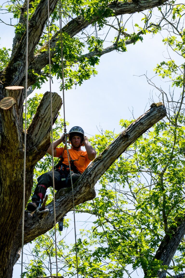 tree removal flower mound tx