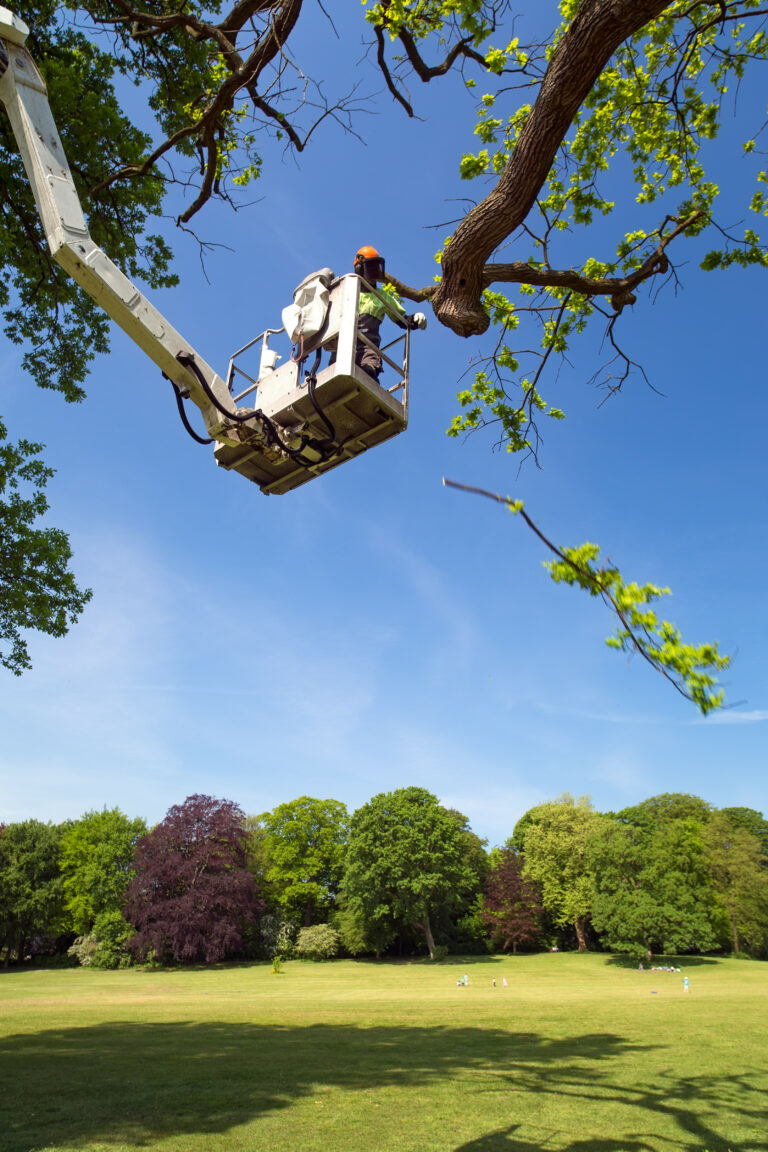 tree trimming highland village