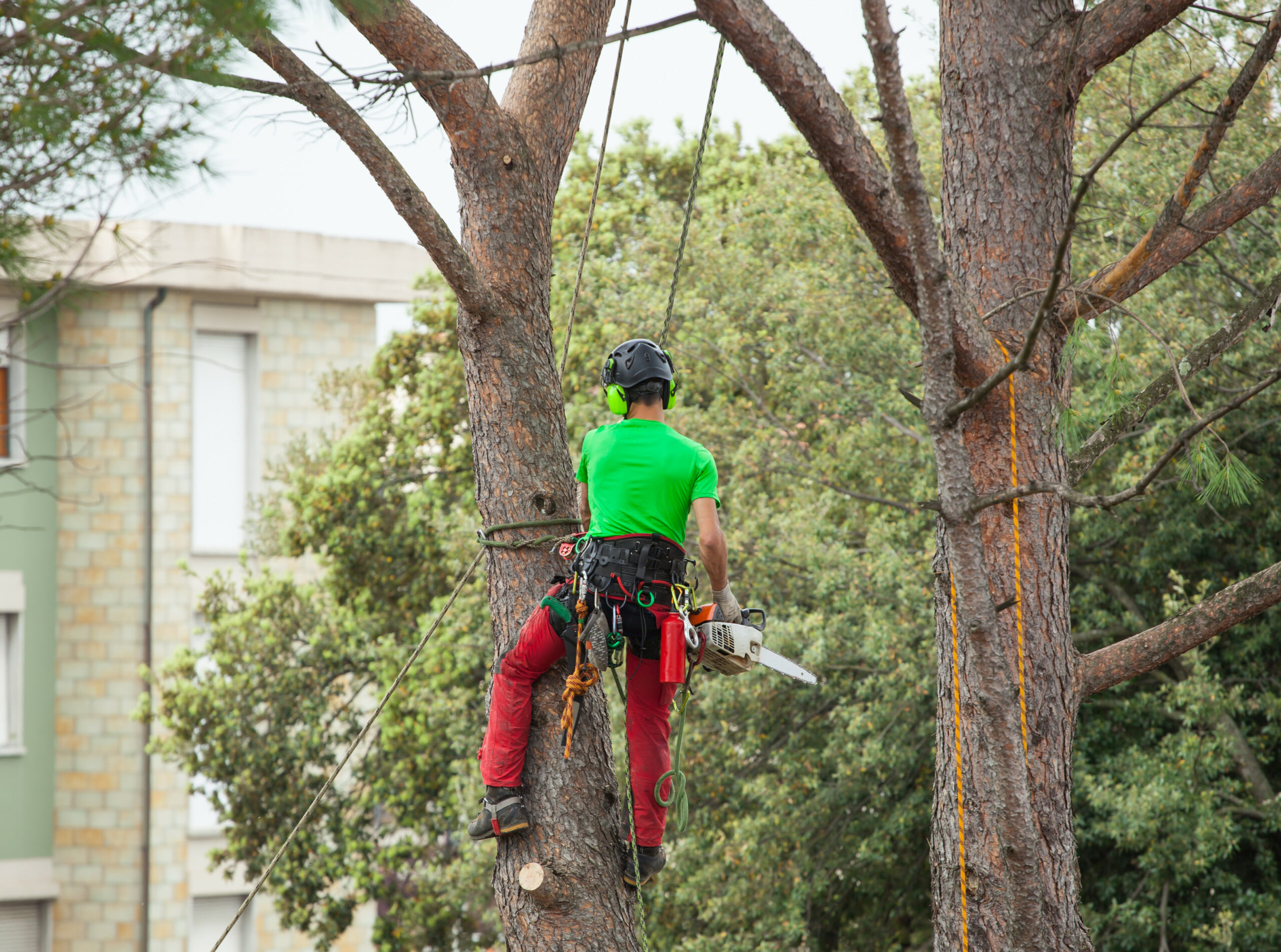 trim trees in winter