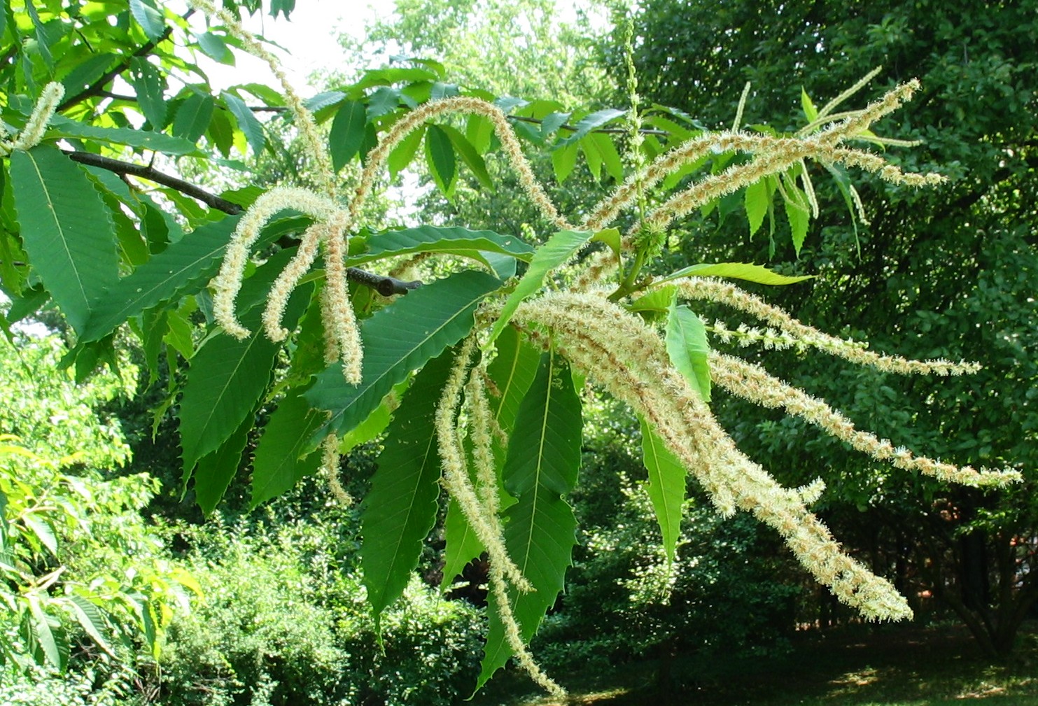 all about chestnut trees