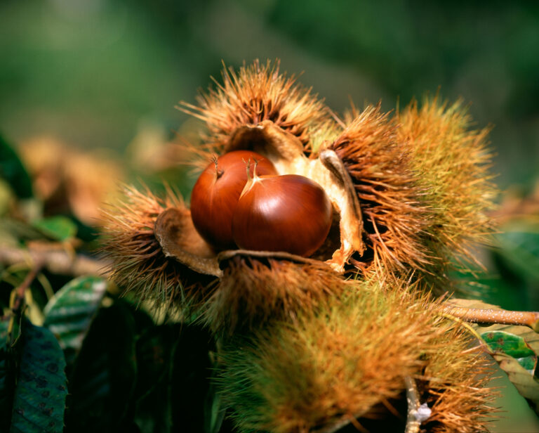 All about chestnut trees