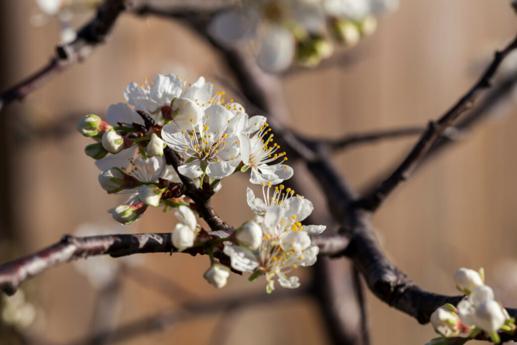 top trees for north texas