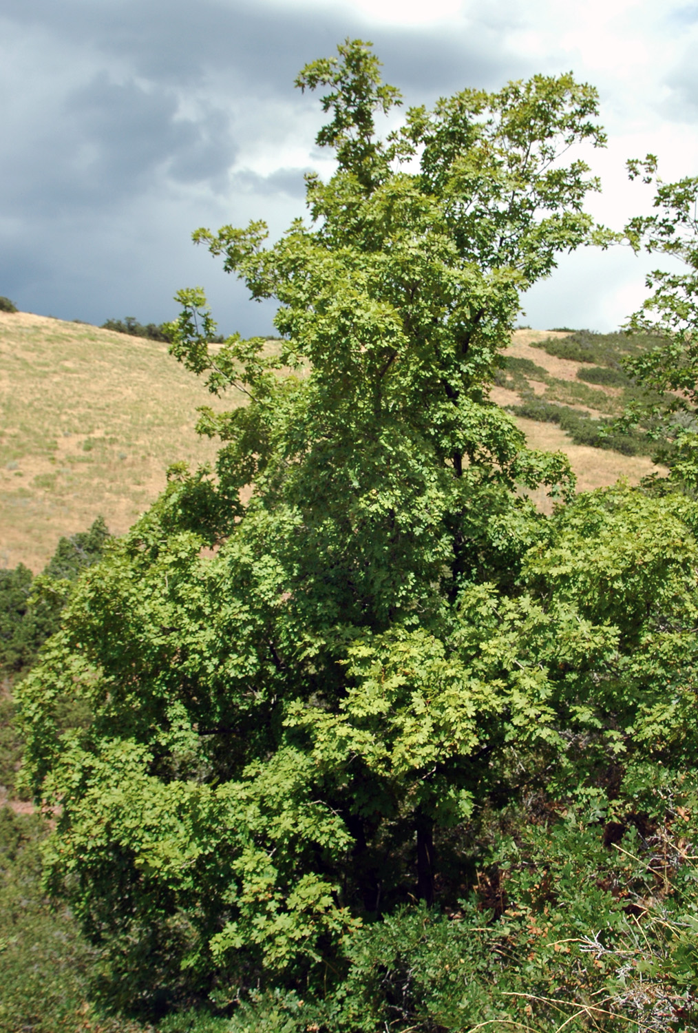 Bigtooth Maple Tree Facts- An Informative Guide for 2024