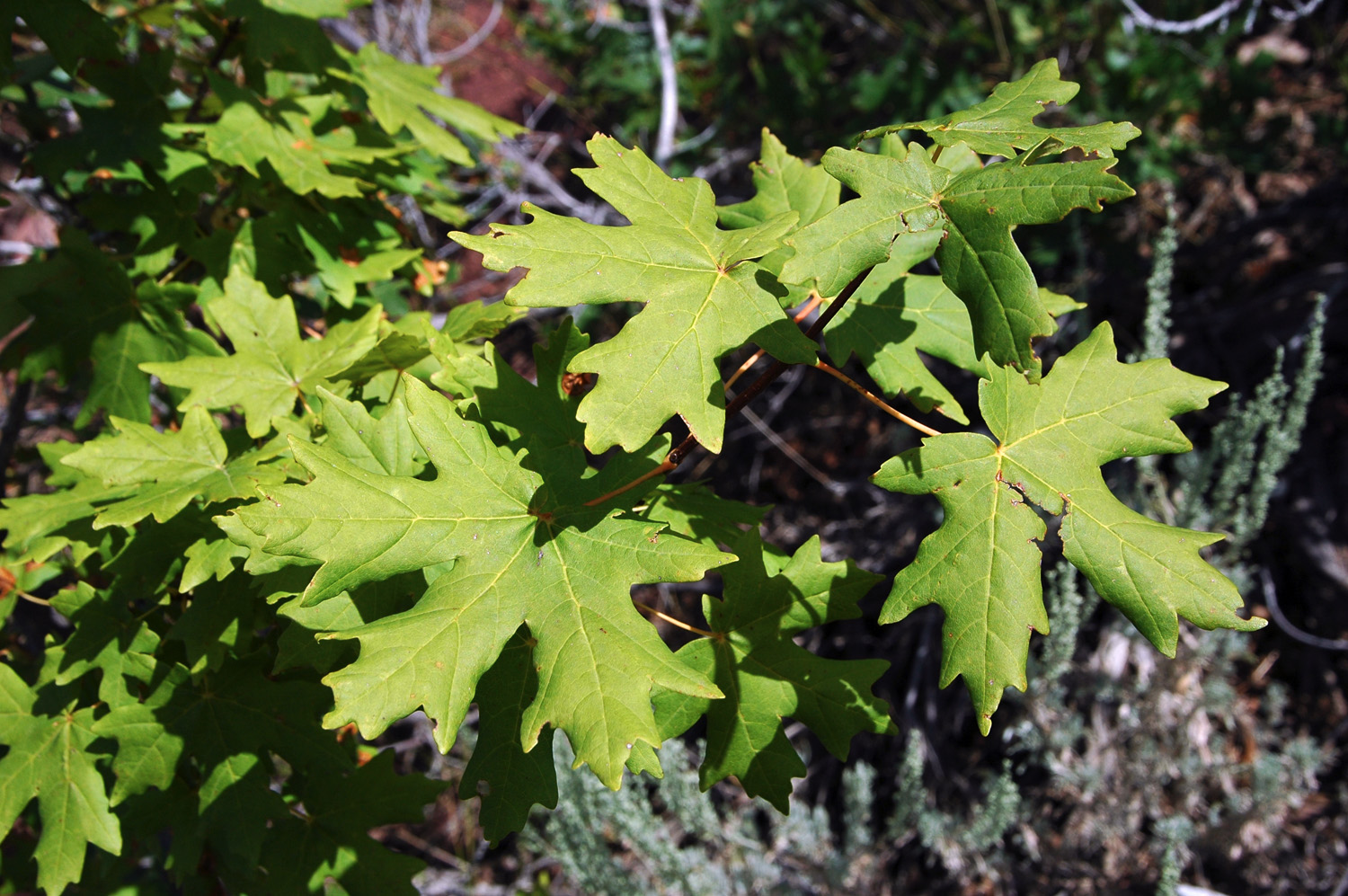 bigtooth maple leaves 