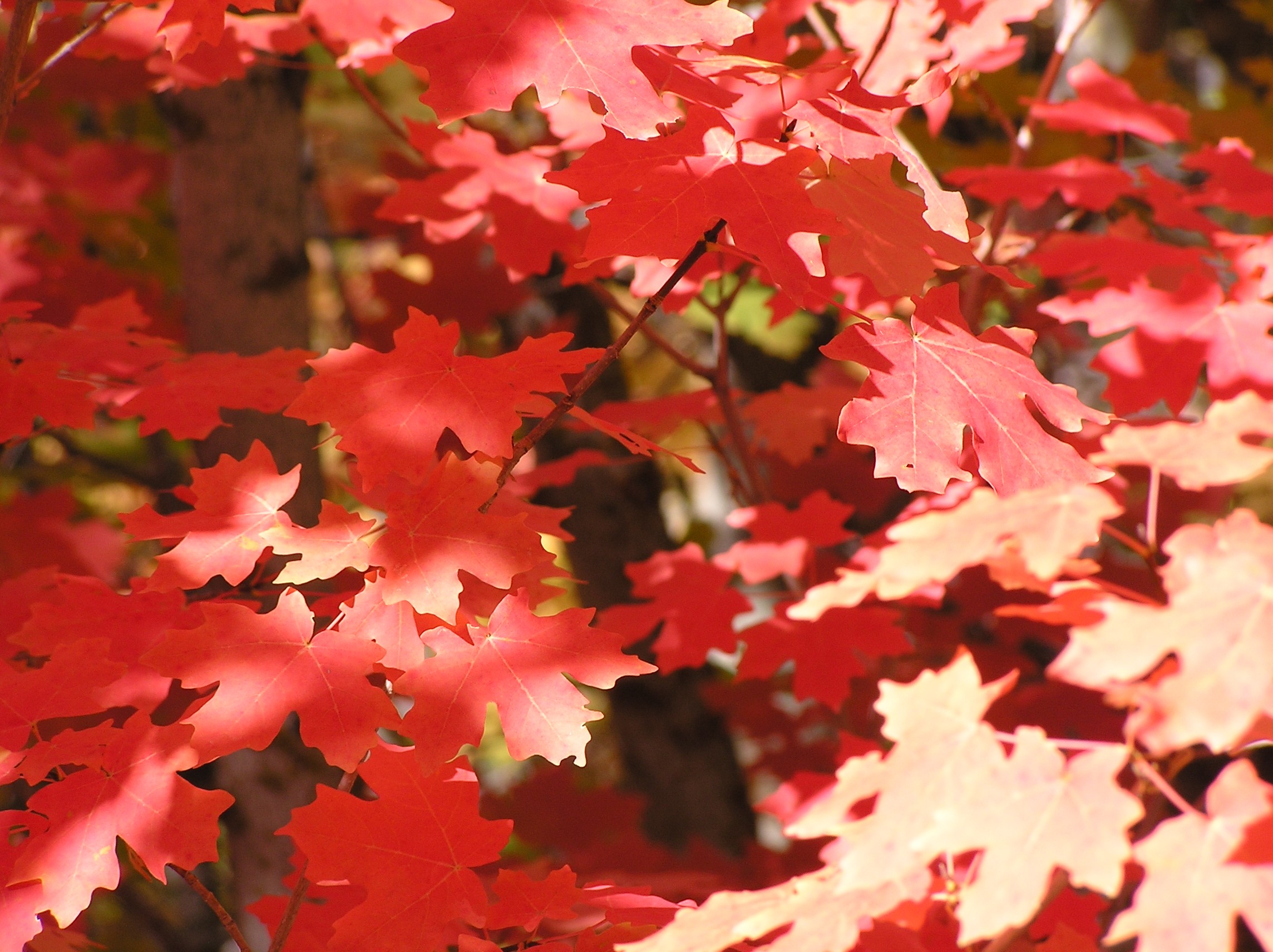 bigtooth maple leaves in fall