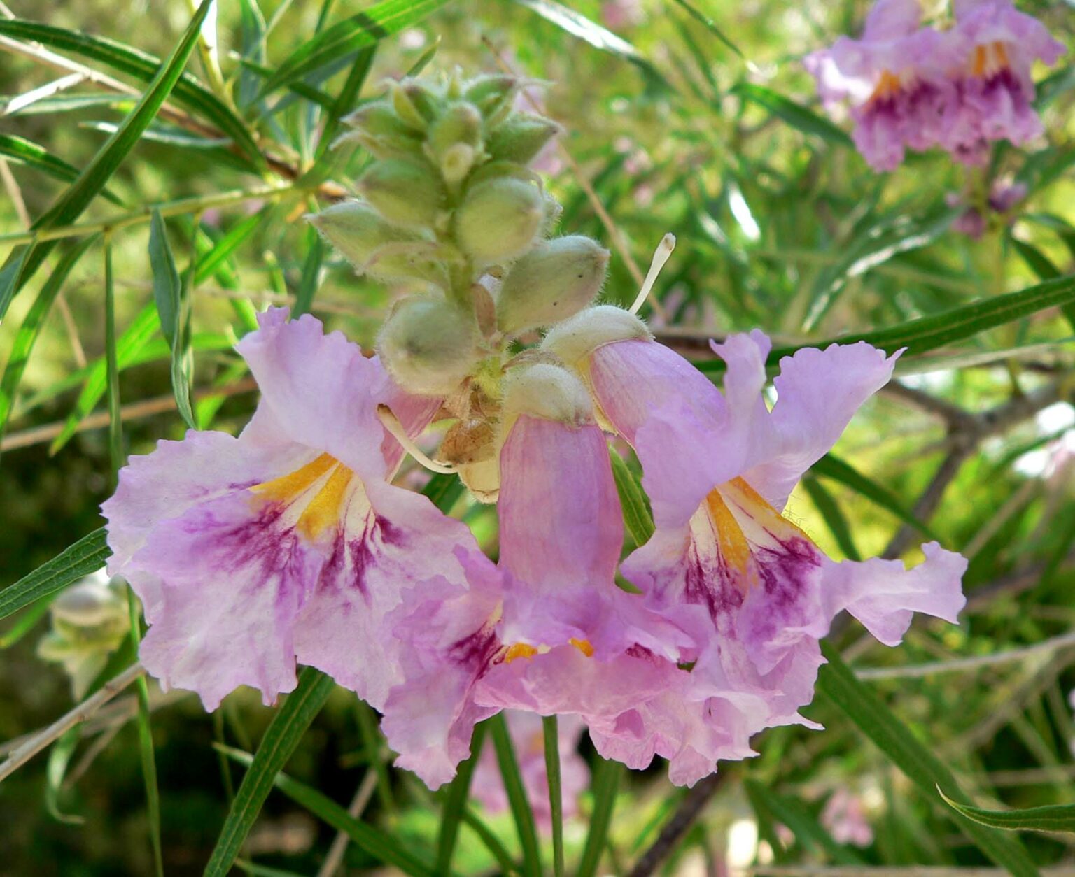 Desert Willow Tree- Pros and Cons