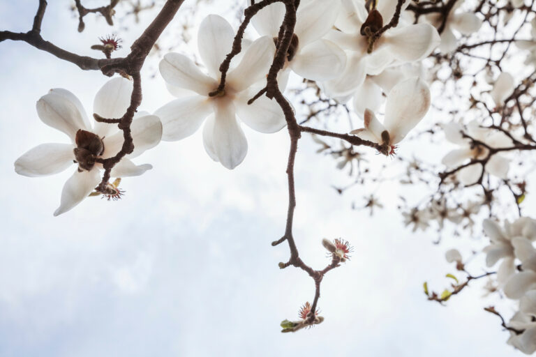 magnolia tree facts