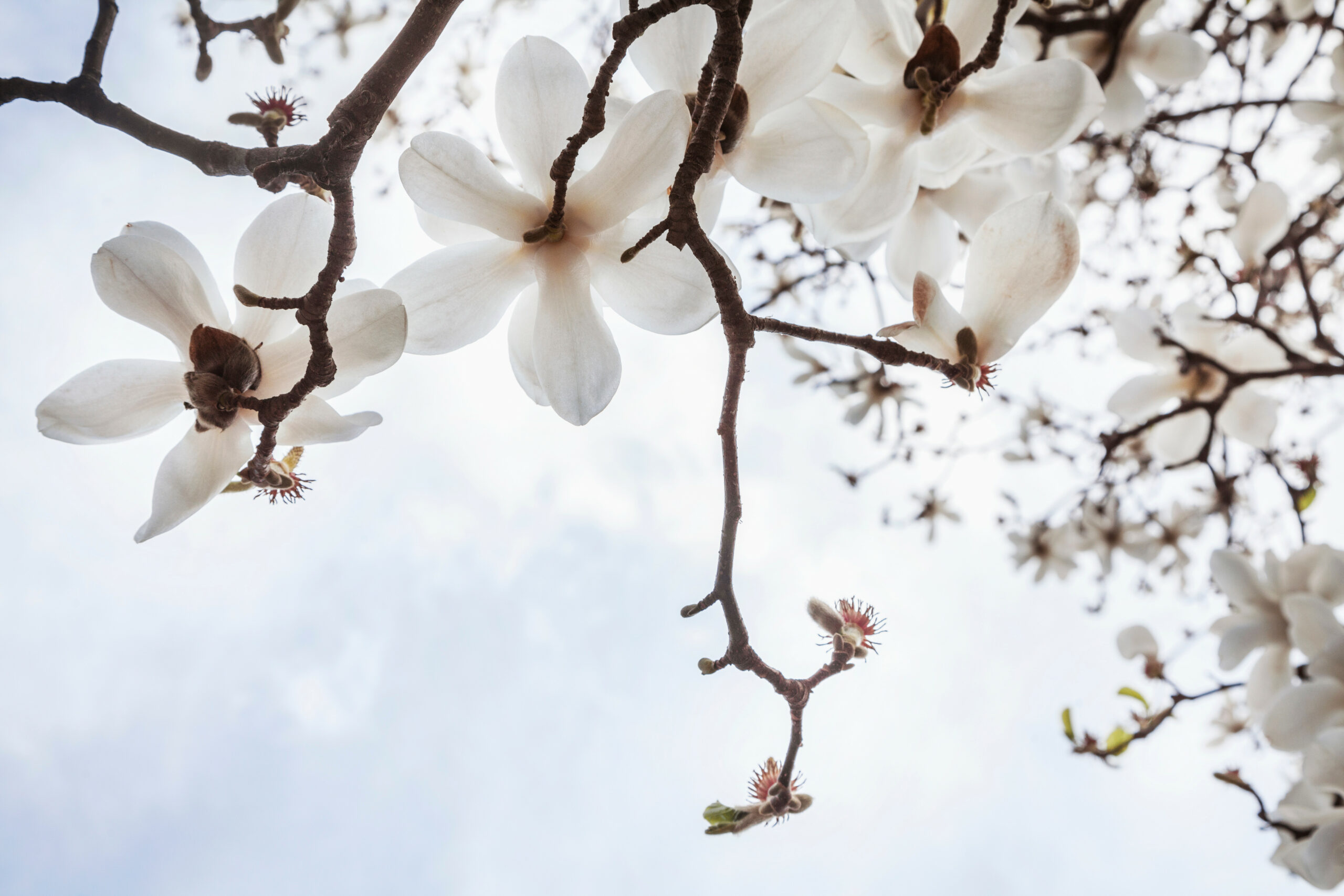 Magnolia Tree Facts