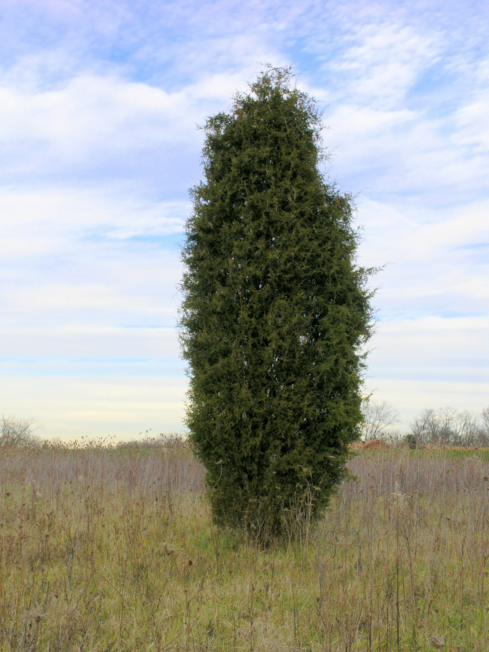 eastern red cedar can be a privacy hedge