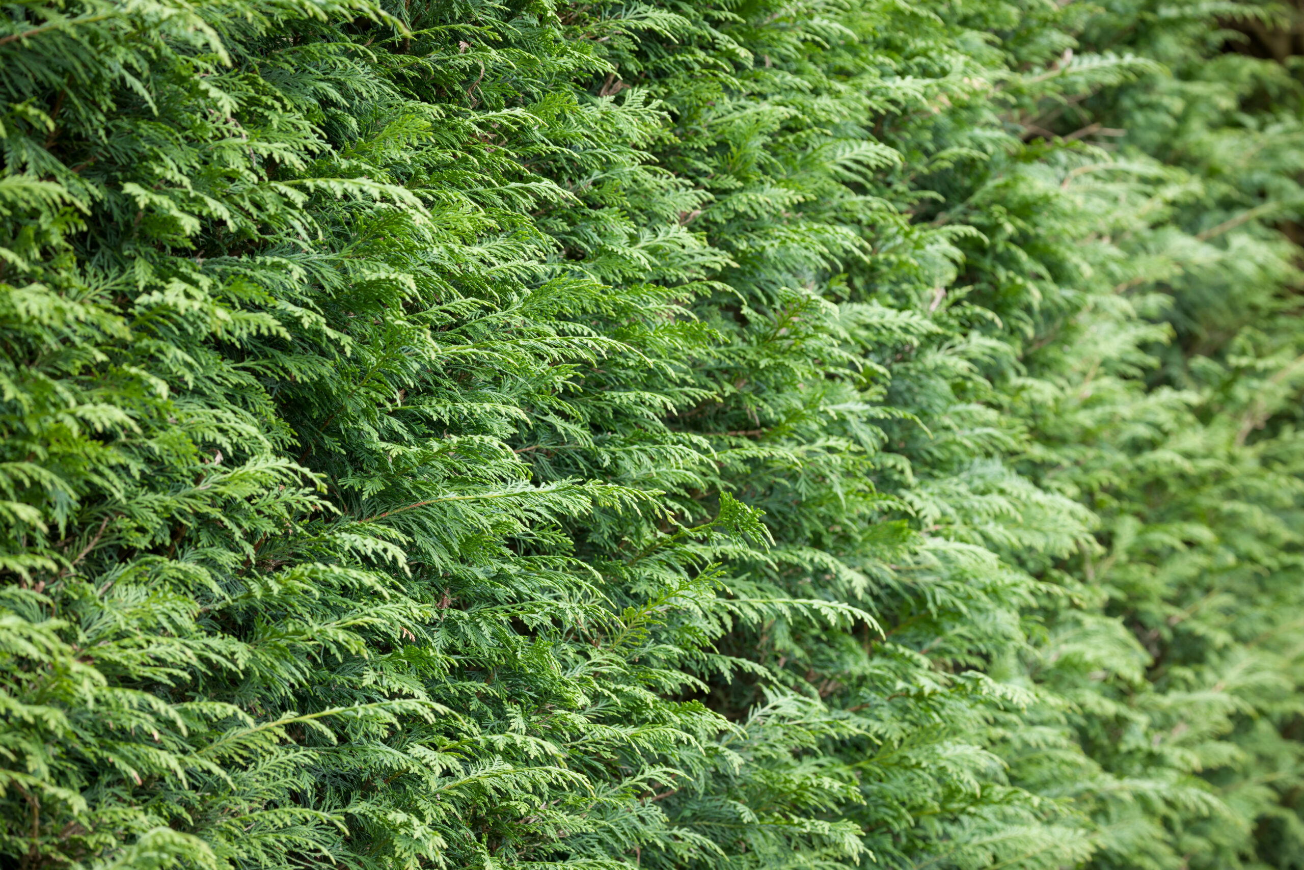 fast growing privacy shrub-leyland cypress