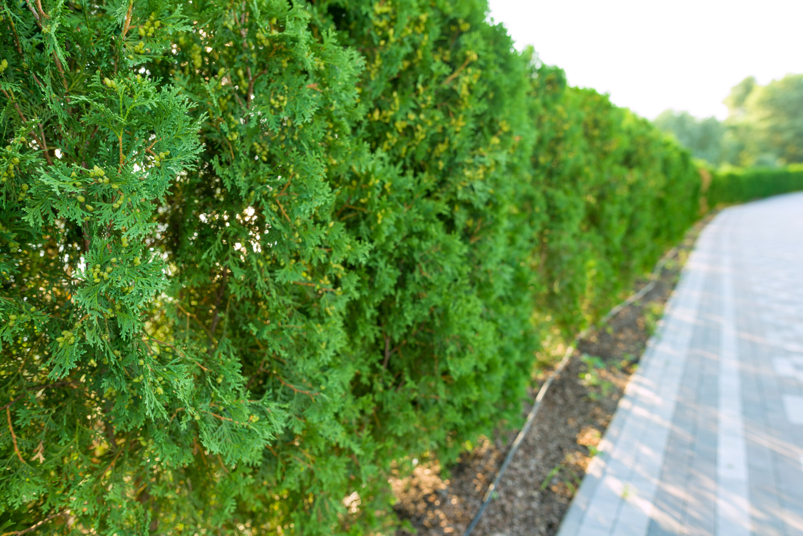 Privacy Bushes that Grow Fast