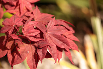 how to grow japanese maples