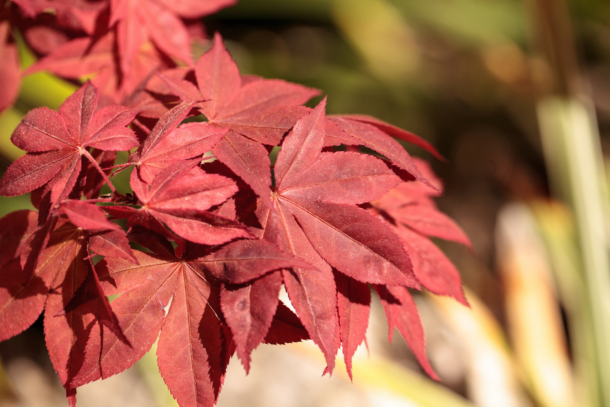 How to Grow Japanese Maples