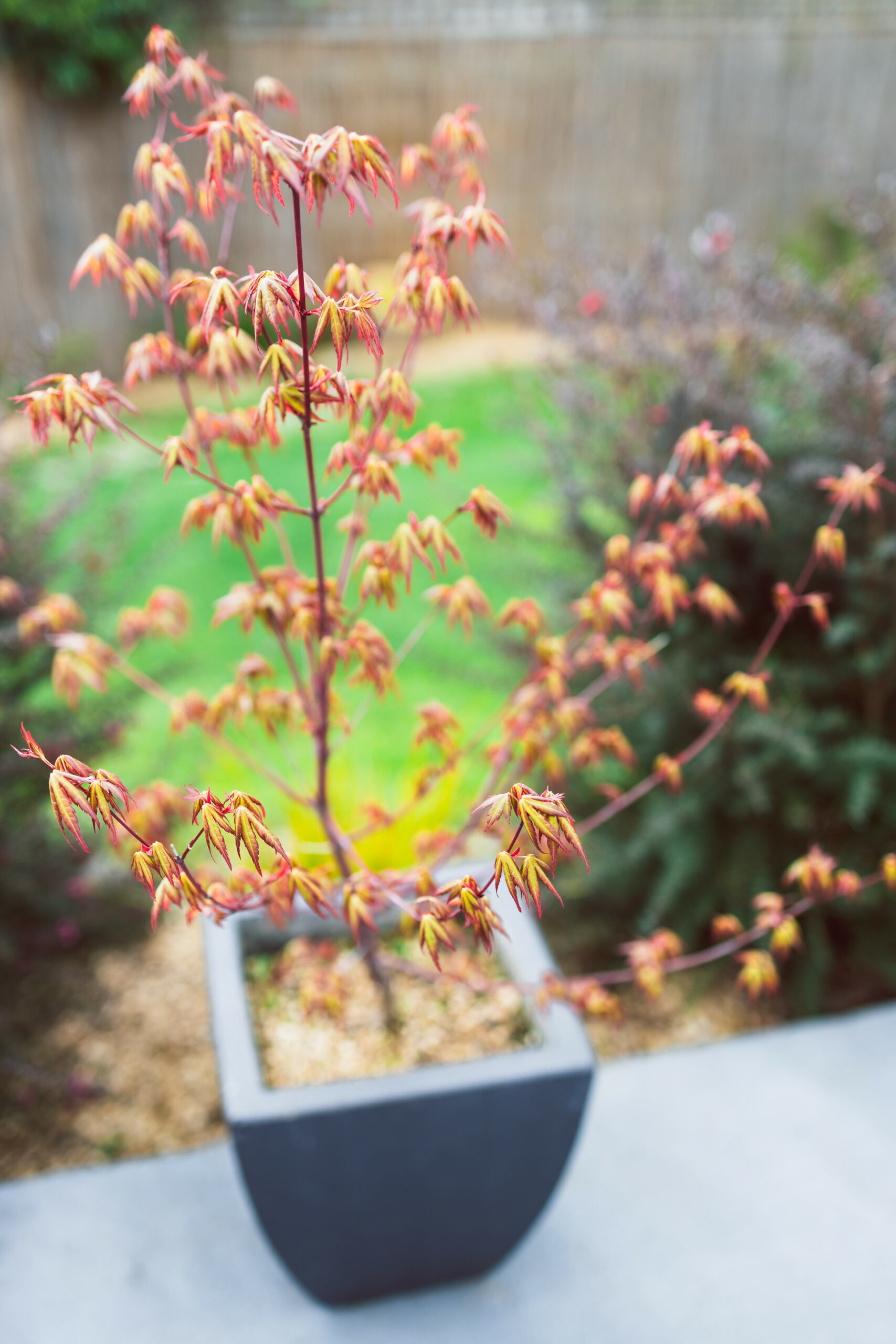 caring for japanese maple